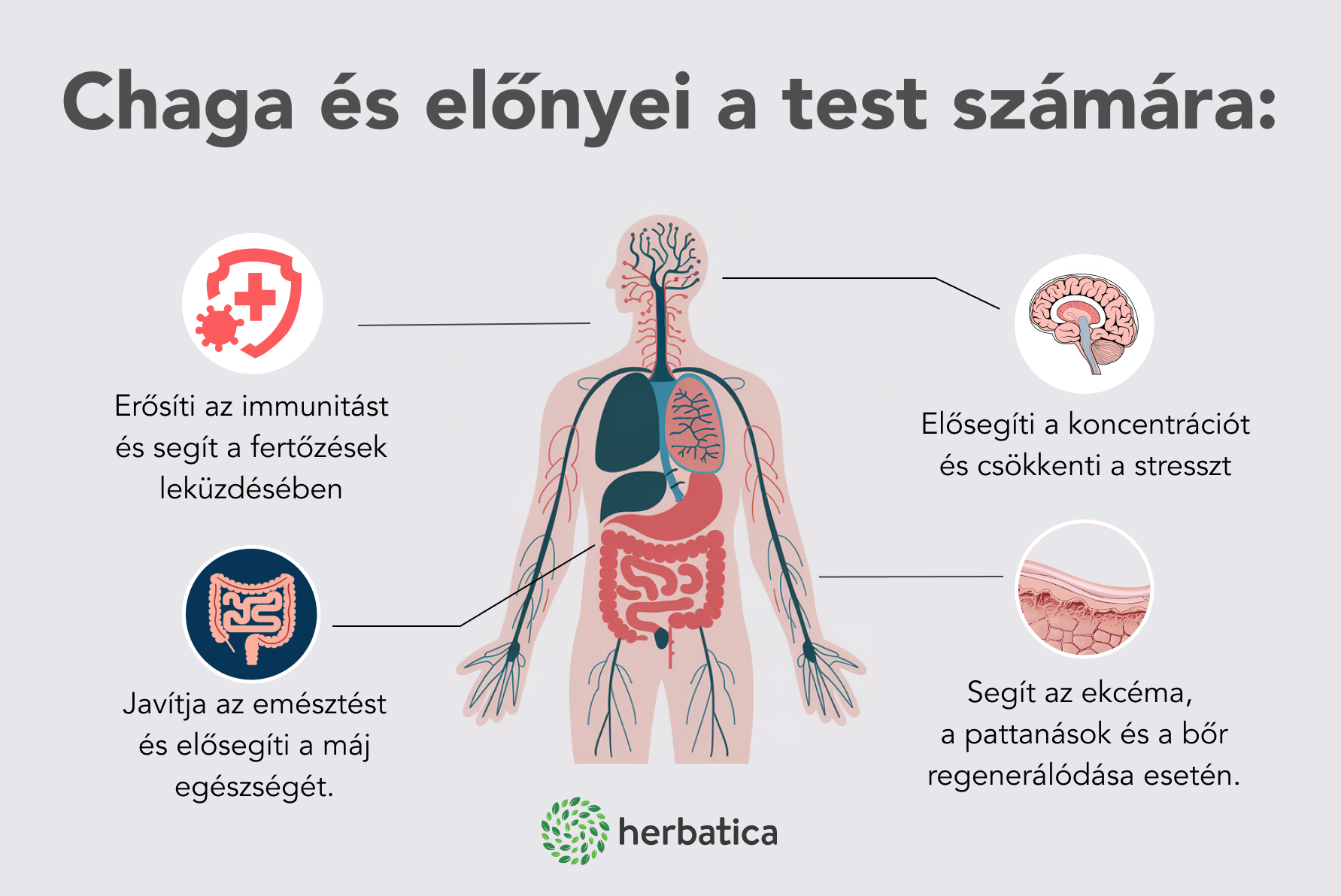 Szibériai Chaga FORTE - 60 vegán kapszula (600mg/kapszula) - Herbatica