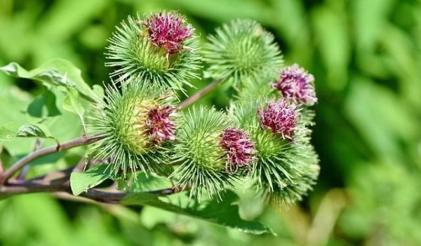 Brusturele și utilizările sale