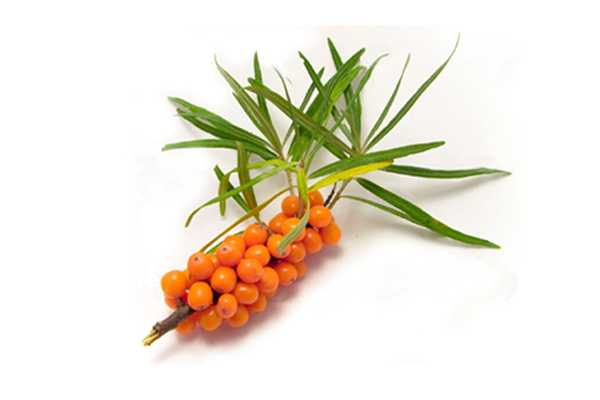 Un ajutor natural: Uleiul de cătină