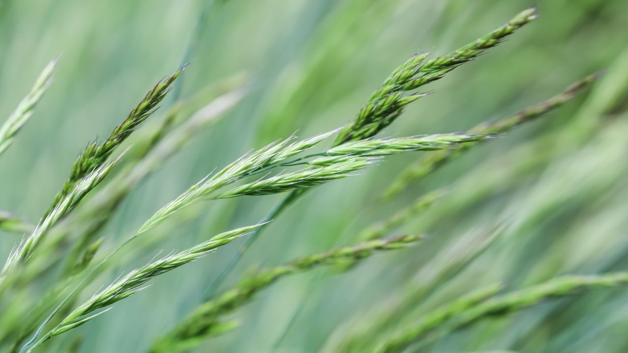 Pârâul târâtor: de la buruiană urâtă la vindecător natural