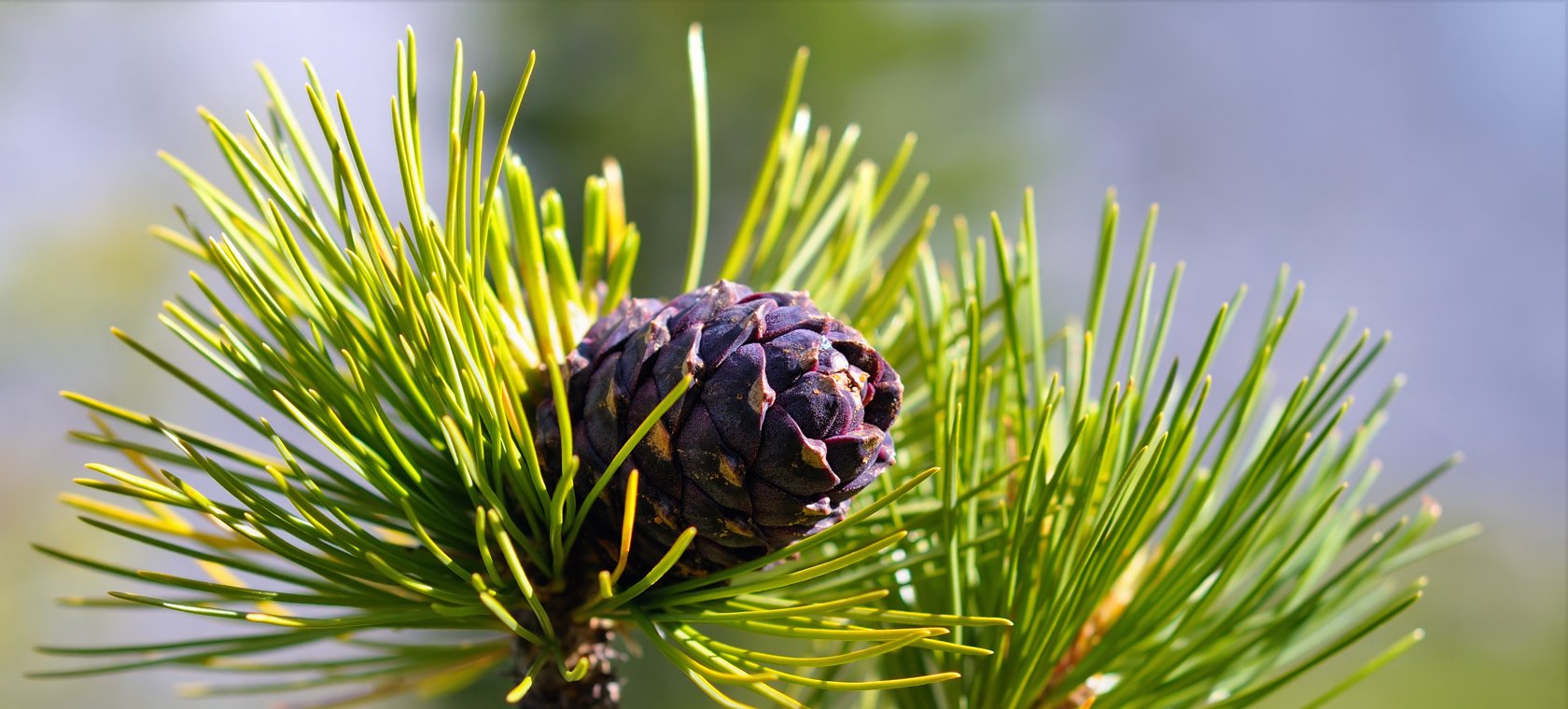 Susținătorul imunității - uleiul de cedru. Știți tot ce trebuie despre acesta? 6 sfaturi importante