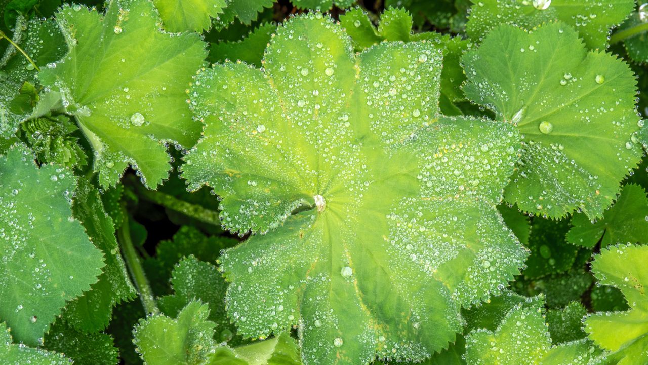 Alchemilka: jemná bylina s veľkou silou pre ženské zdravie
