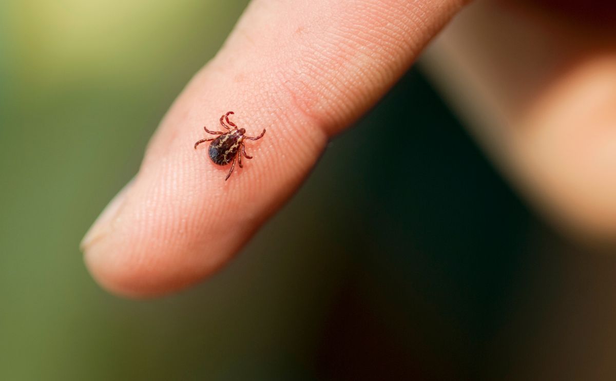 Borelióza: účinná prevencia, príznaky a možnosti liečby