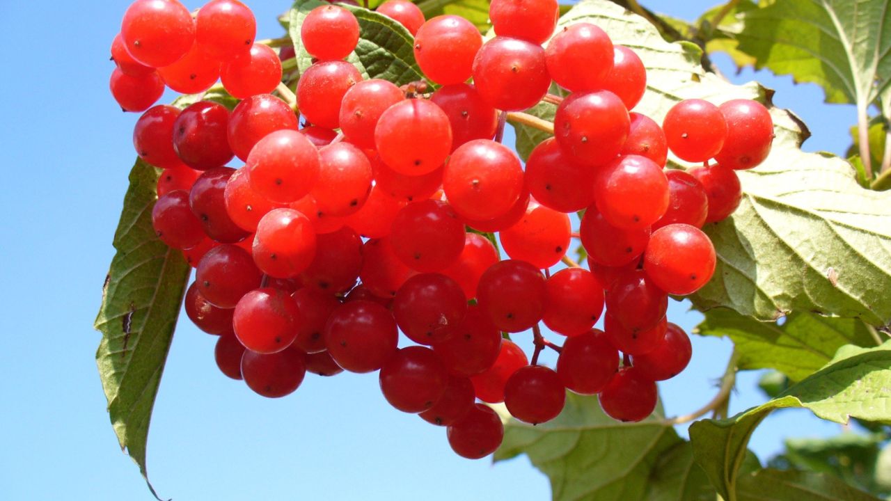 Brusnica obyčajná: tajný recept na močové cesty aj imunitu