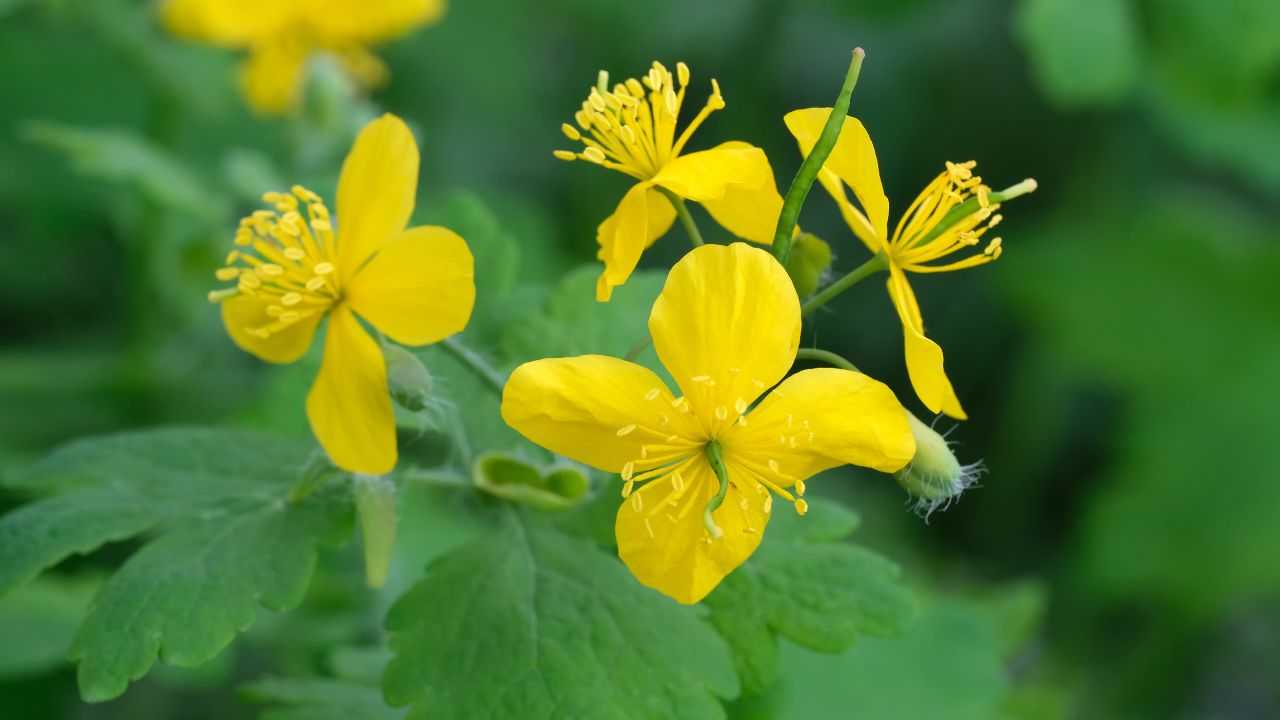 Lastovičník na bradavice: ako ho správne používať