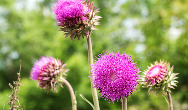 Za studena lisované oleje #5 Olej z pestreca mariánskeho