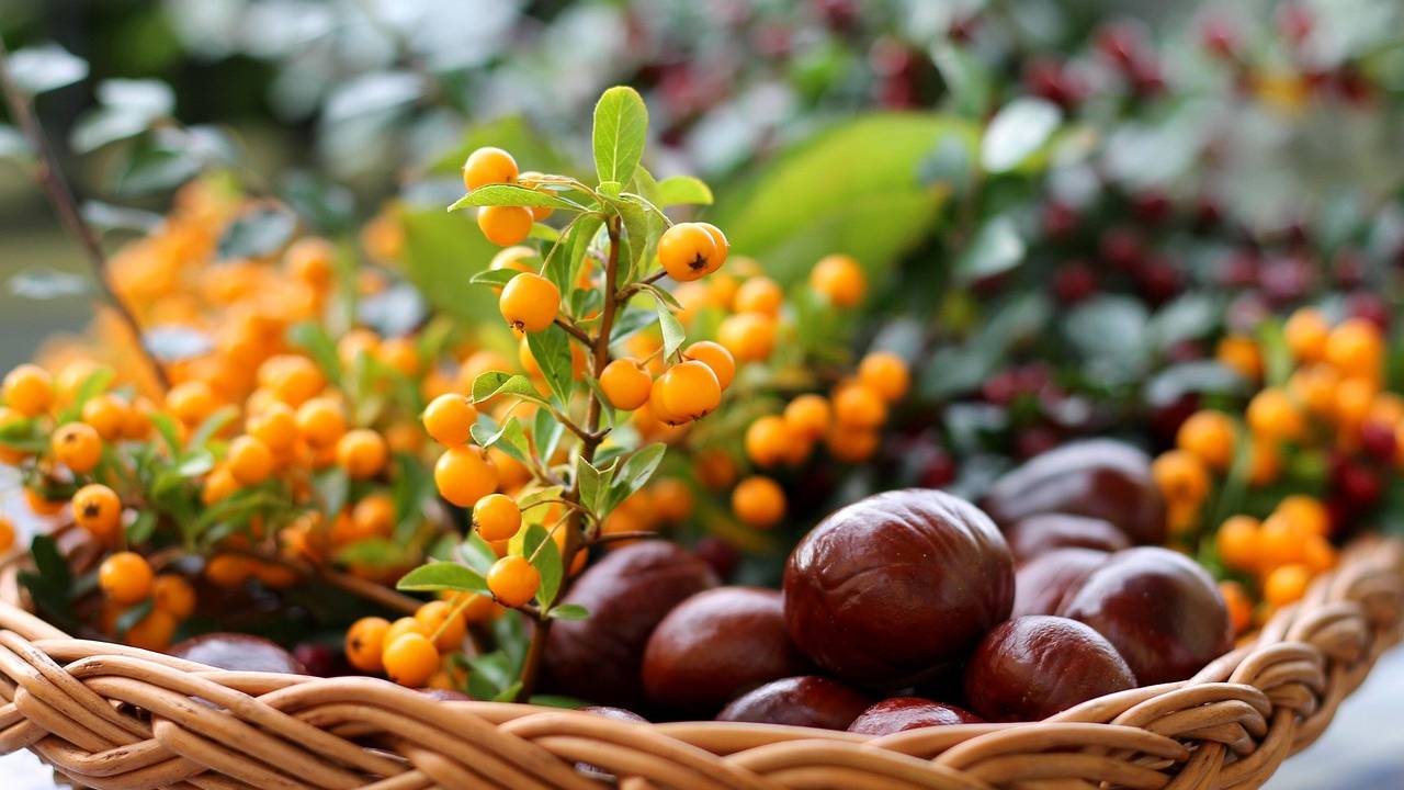 Zázrak na počkanie? Toto sa stane s vaším telom, keď si dáte rakytník každý deň!