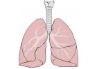 Dýchacie cesty, priedušky a pľúca