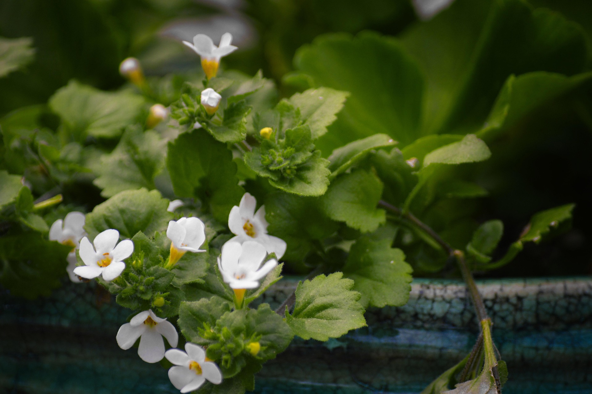 bacopa rastlina