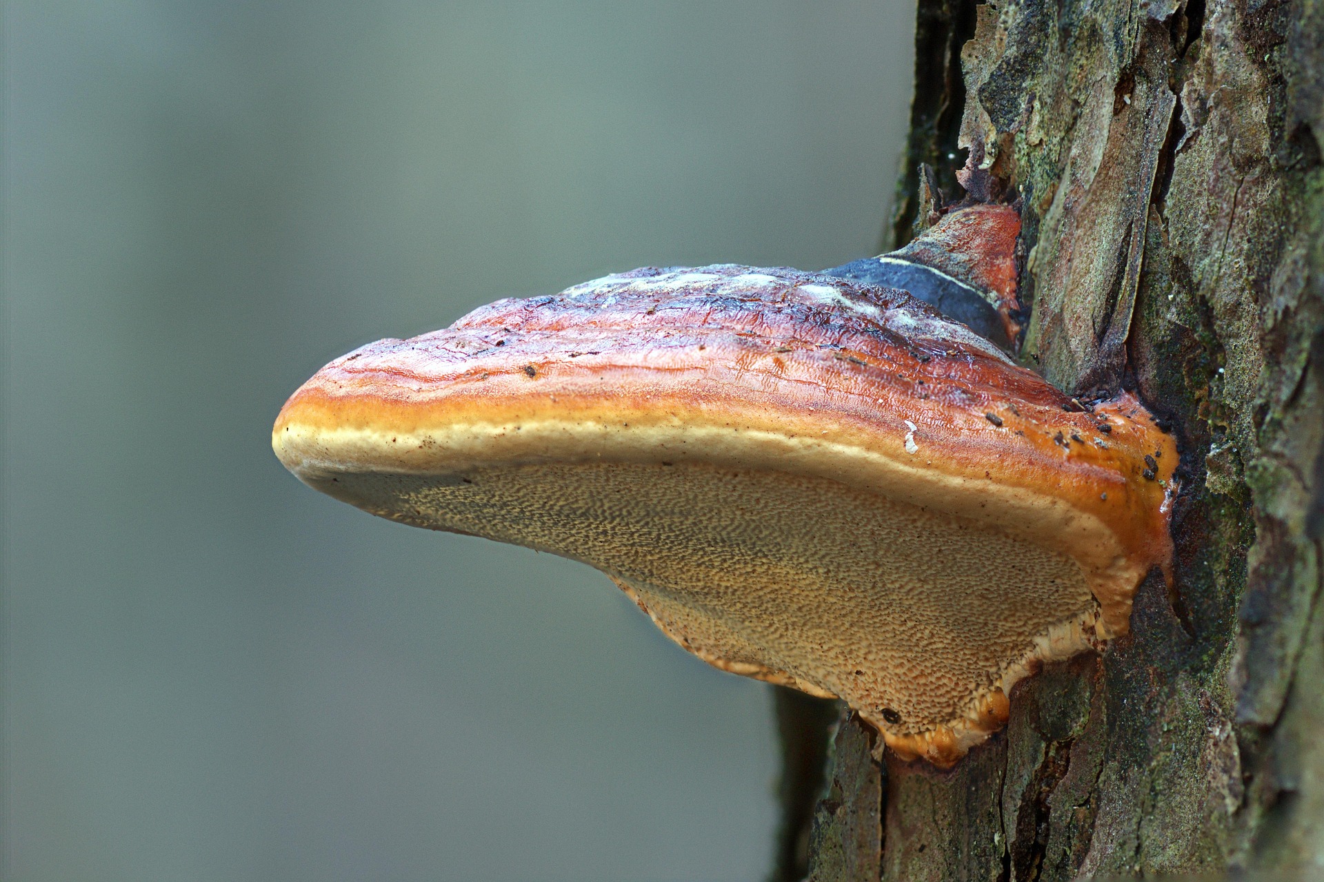 huba reishi na strome