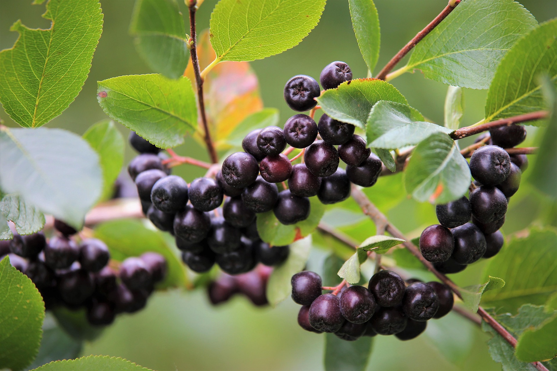 fructe de aronia pe pom