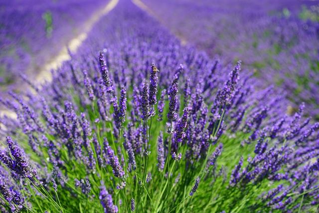 lavender-field-1595587_1920