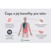 čaga a jej benefity infografika Herbatica
