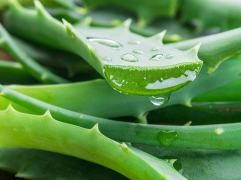 Aloe vera: 7 benefitů pro vaše zdraví