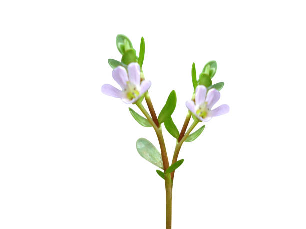 Brahmi (Bacopa monnieri): Benefity a možná rizika na zdraví