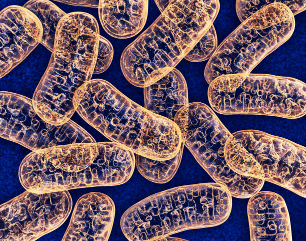 Mitochondrie: Co jsou a jak zpomalují stárnutí
