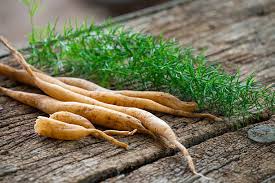 Shatavari: Jak funguje, komu prospívá a na co si dát pozor