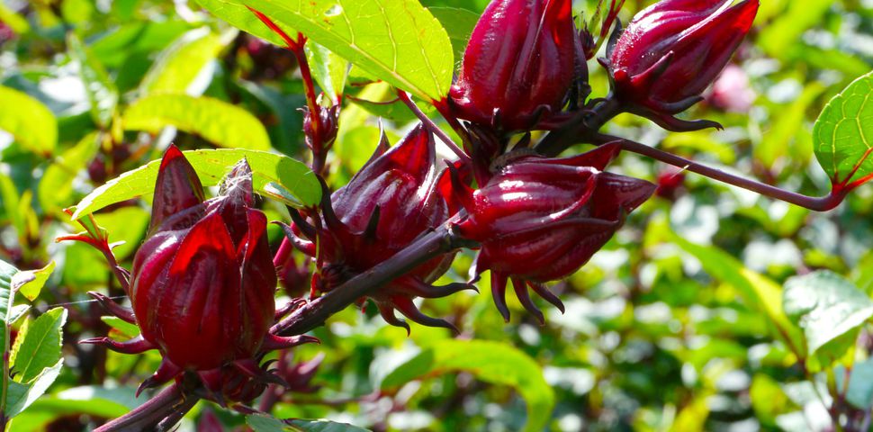 Ibišek - Hibiscus: okrasný i zdraví prospěšný!