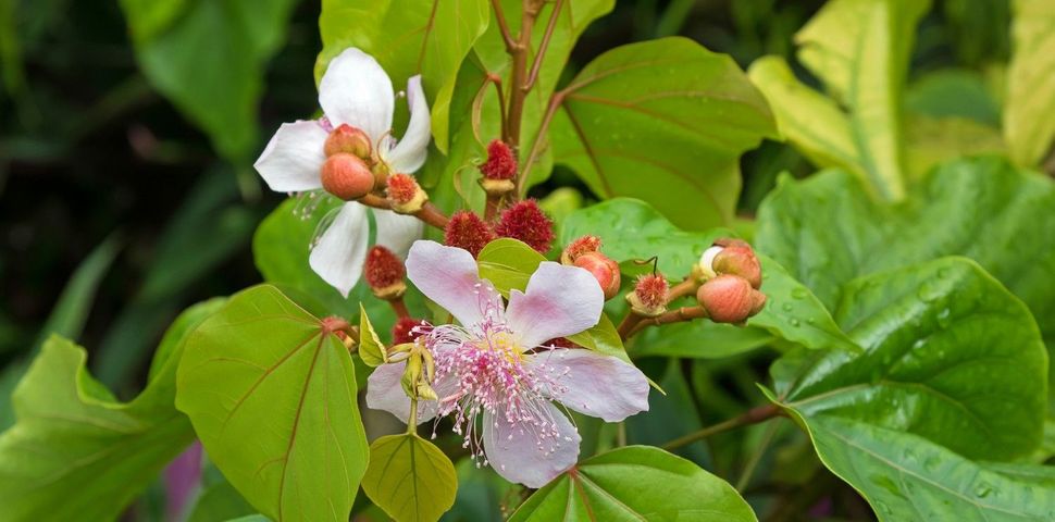 Achiote neboli Oreláník barvířský: Multifunkční zdroj zdraví!