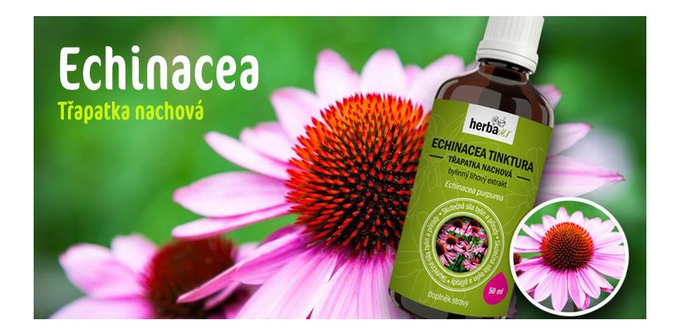 Echinacea (Třapatka) - přírodní antibiotikum pro silnou imunitu