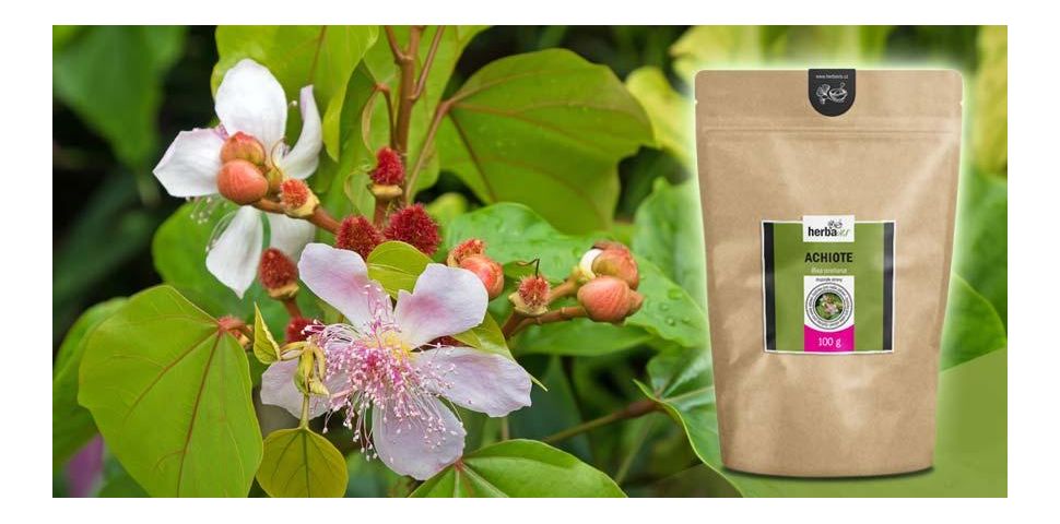 Achiote (Oreláník barvířský) – ocení játra i oslabené ledviny