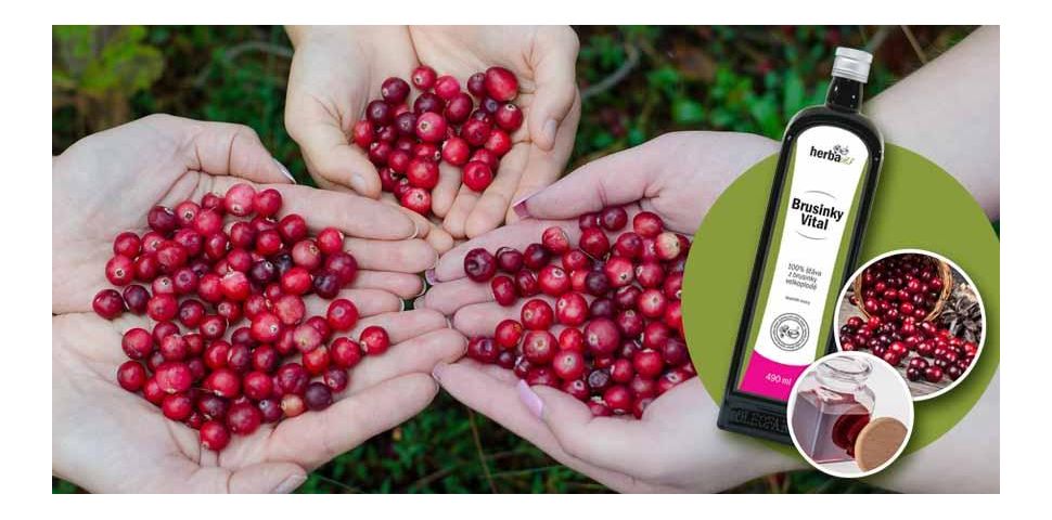 Brusinka - původ, složení, léčivé vlastnosti a aplikace