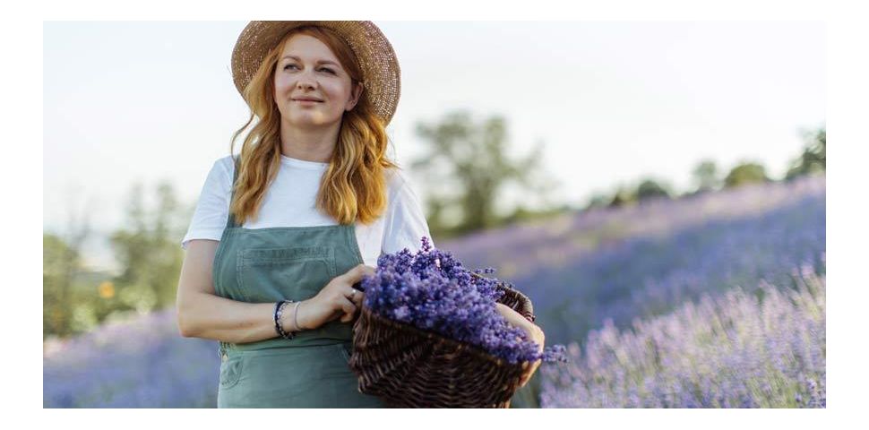 Levandule - vlastnosti, odrůdy, pěstování na zahradě a využití