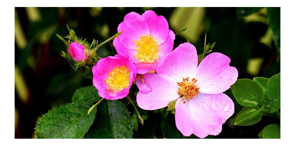 Divoká růže - léčivé vlastnosti, původ a použití