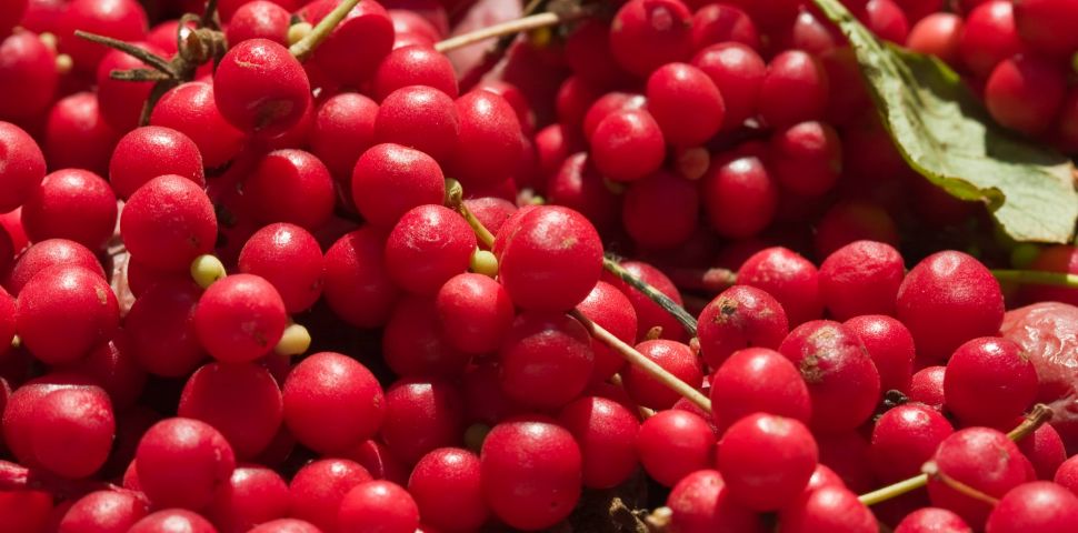 Klanopraška čínská (Schizandra)– vlastnosti a použití