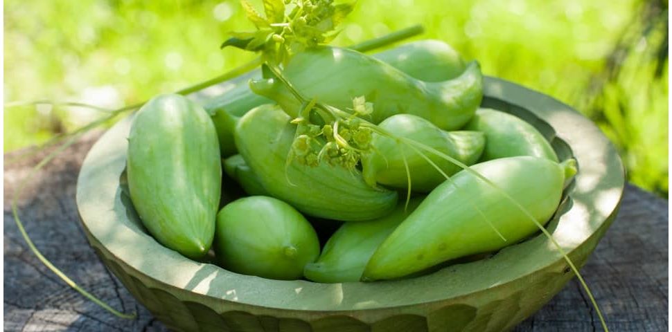 Caigua (Ačokča, Korila) - původ, vlastnosti a použítí.