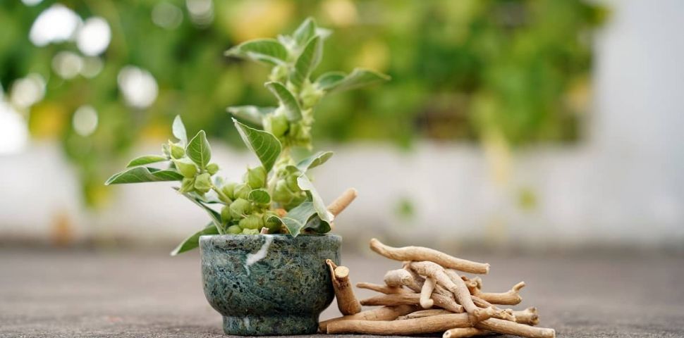 Ashwagandha – původ, vlastnosti a použití.