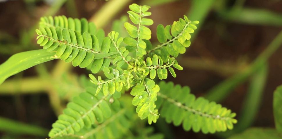 Chanca piedra – původ, vlastnosti a použití.