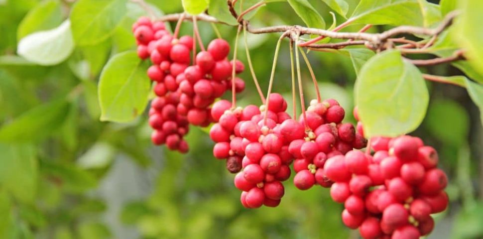 Klanopraška pro tělo i mysl: Jak ji využít v horkých letních dnech.