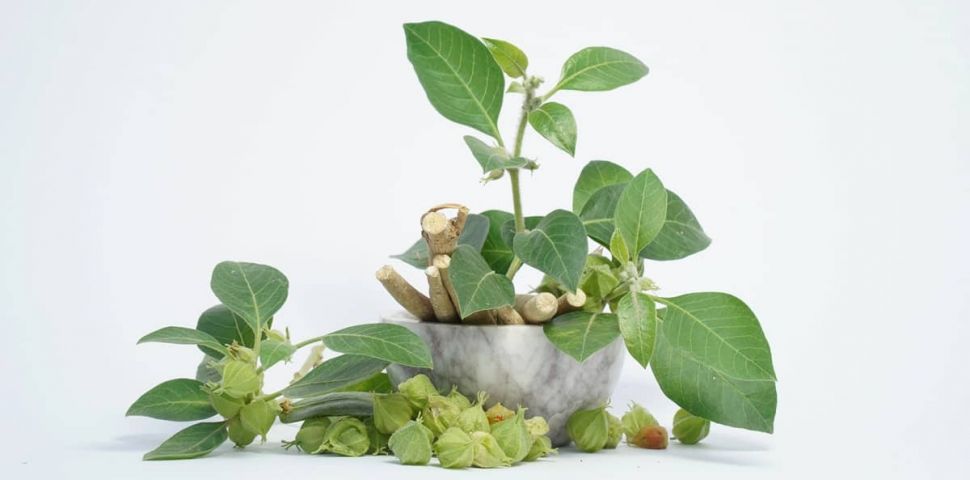 Adaptogeny z přírody pro vaše tělo i mysl