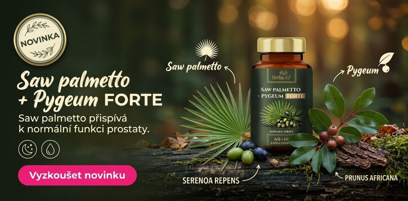 saw_palmetto