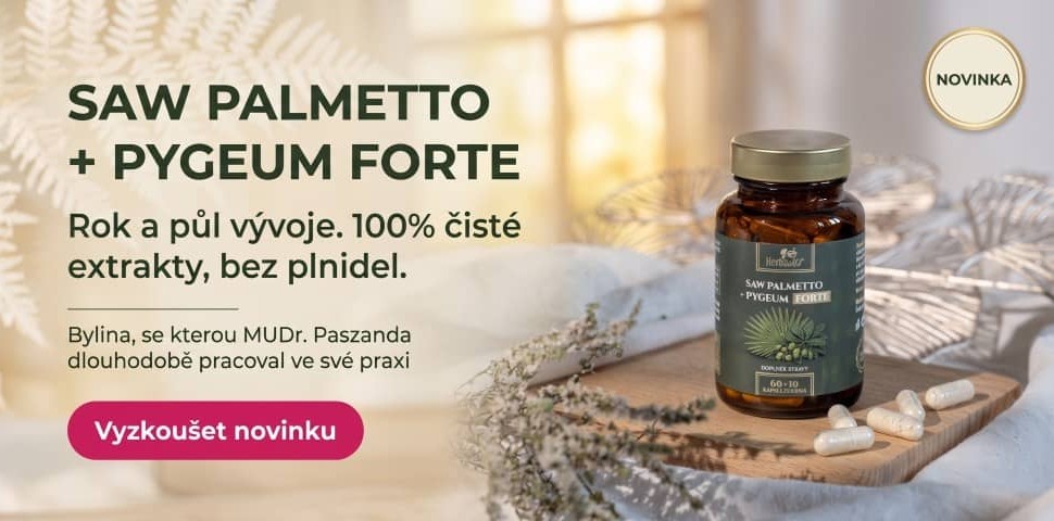 saw_palmetto