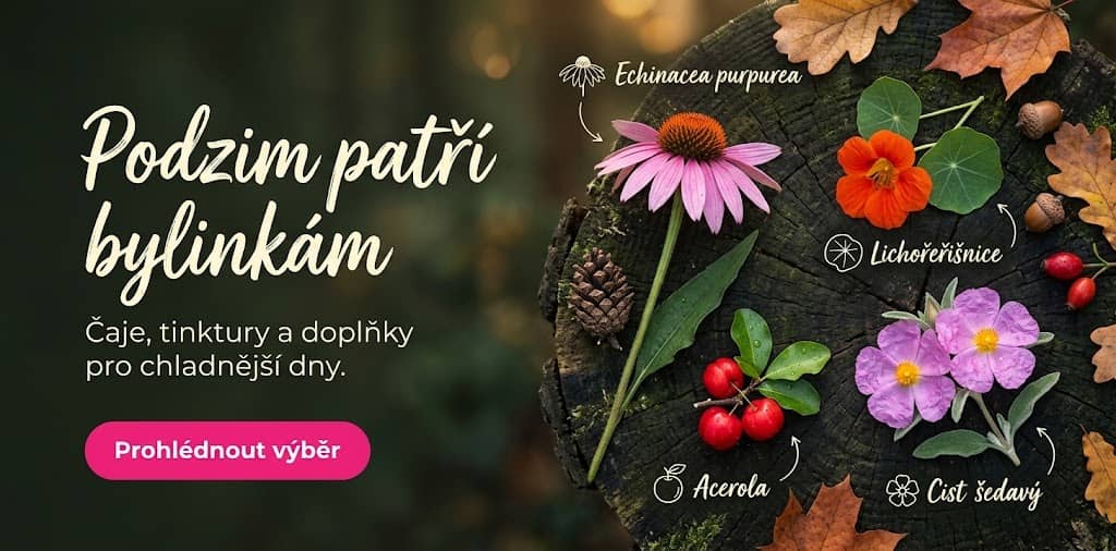 Bylinky na podzim
