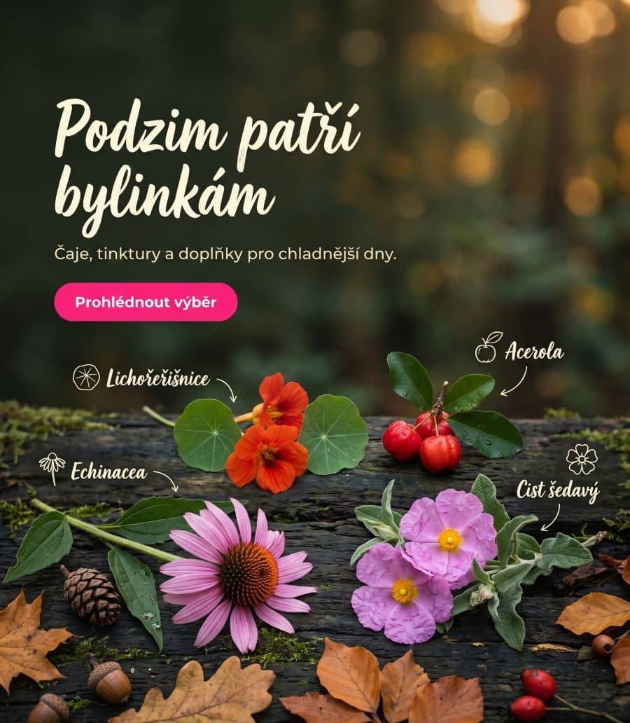 Bylinky na podzim