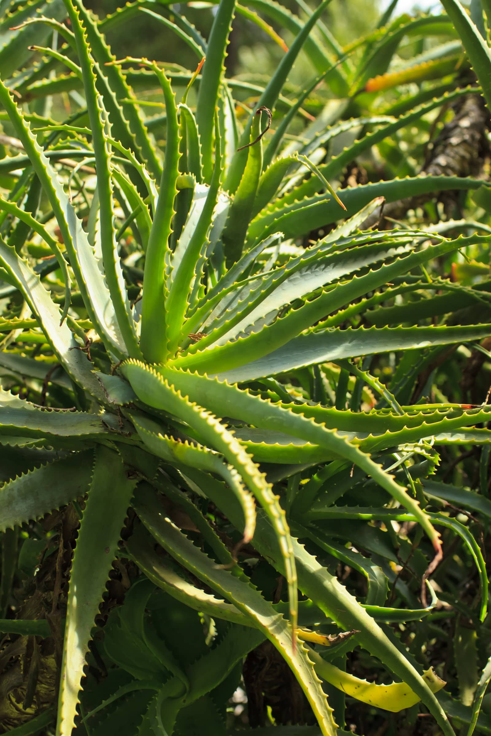 Aloe Vera