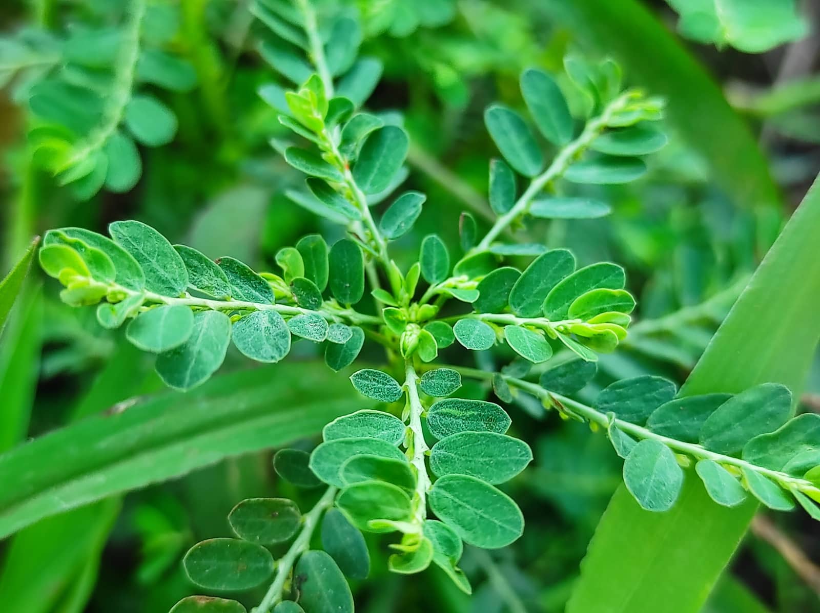 Vzhled Chanca Piedra