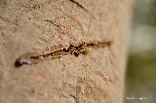 Pryskyřice Sangre de drago - míza, latex, živice