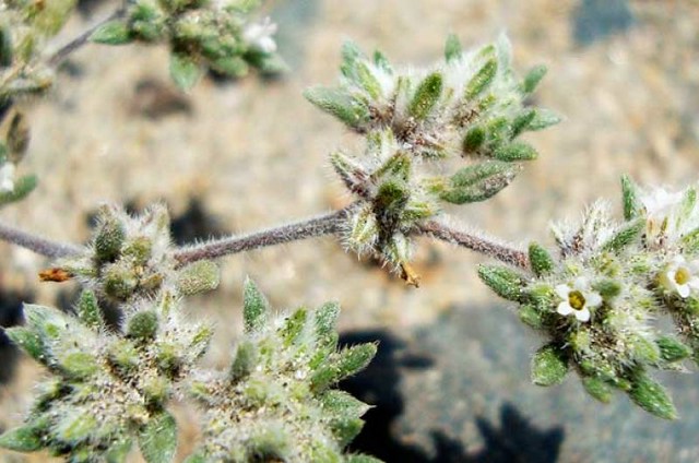 Flor de arena bylina z Peru