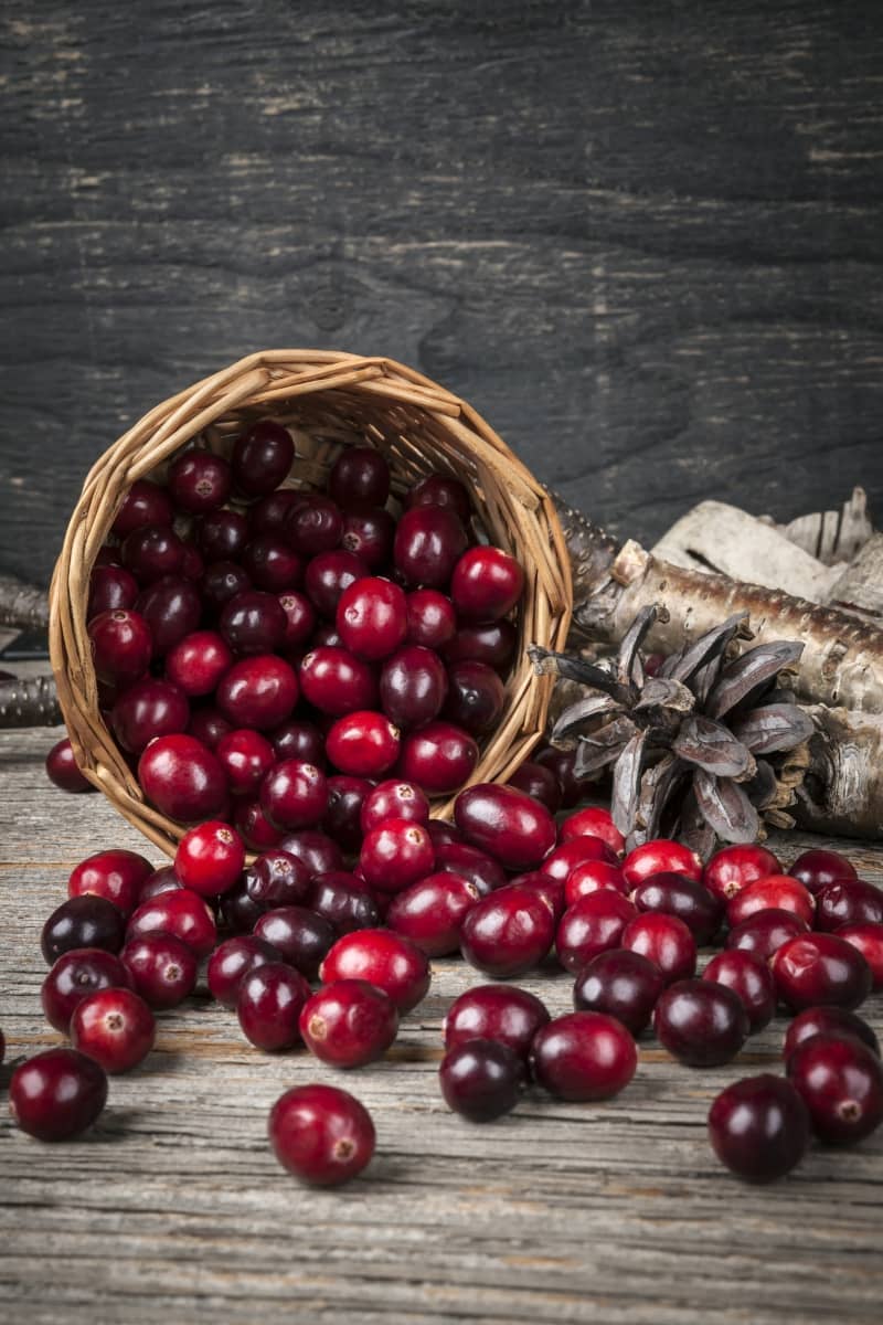 Léčba infekcí močových cest – farmakologie vs. fytoterapie | HerbaBlog | Herbavis.cz