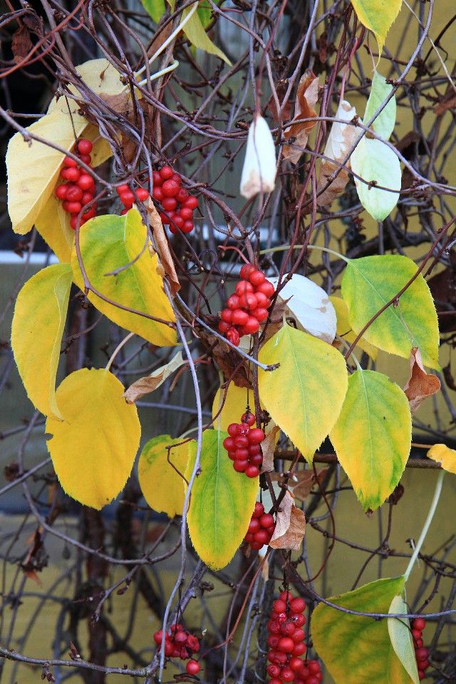 Klanopraška - Schizandra v tabletách - pro lepší zrak