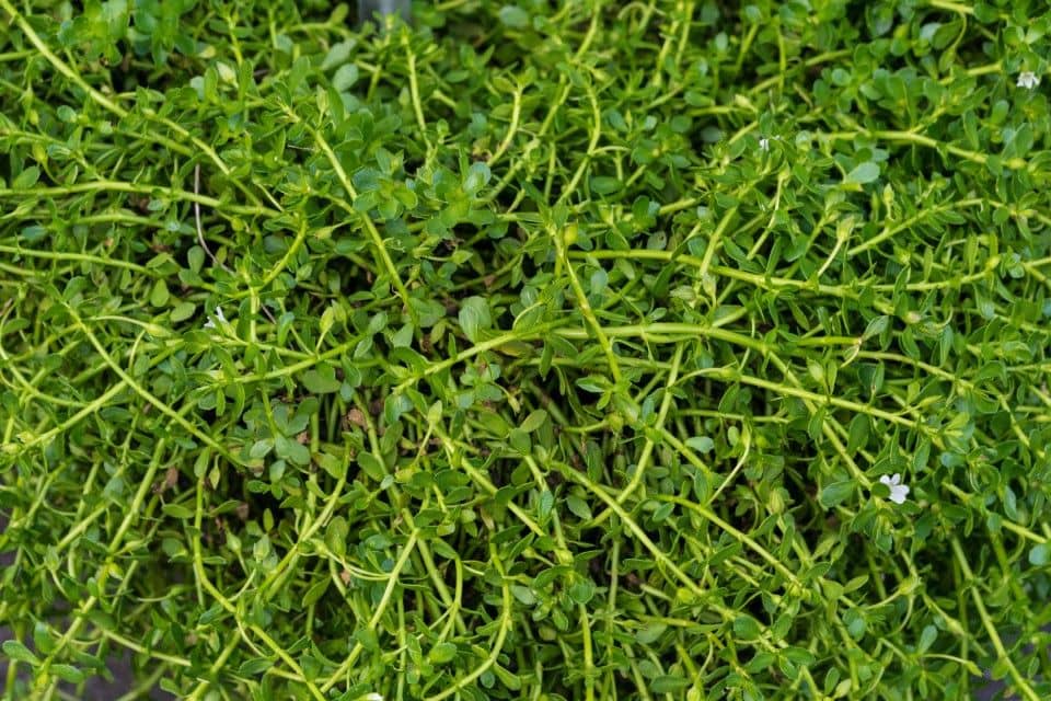 Přírodní podpora pro mozek a paměť