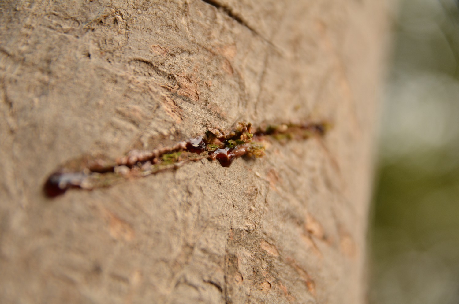 Strom Sangre de drago - Dračí krev