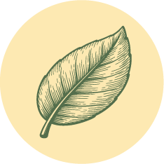 Mandragora Jihlava