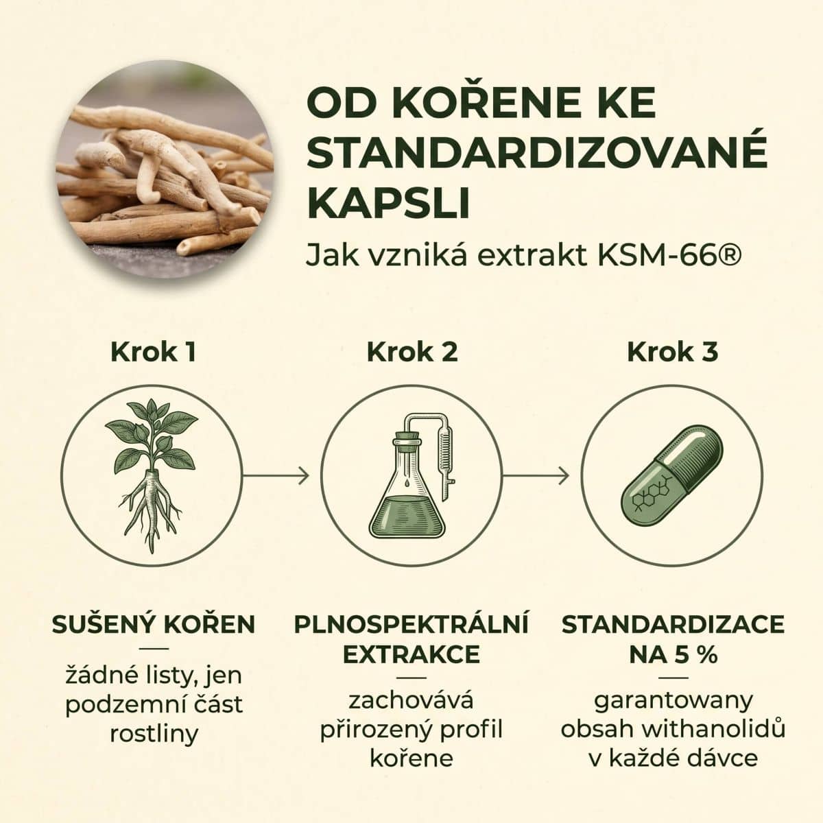 Od kořene ke standardizované kapsli KSM-66
