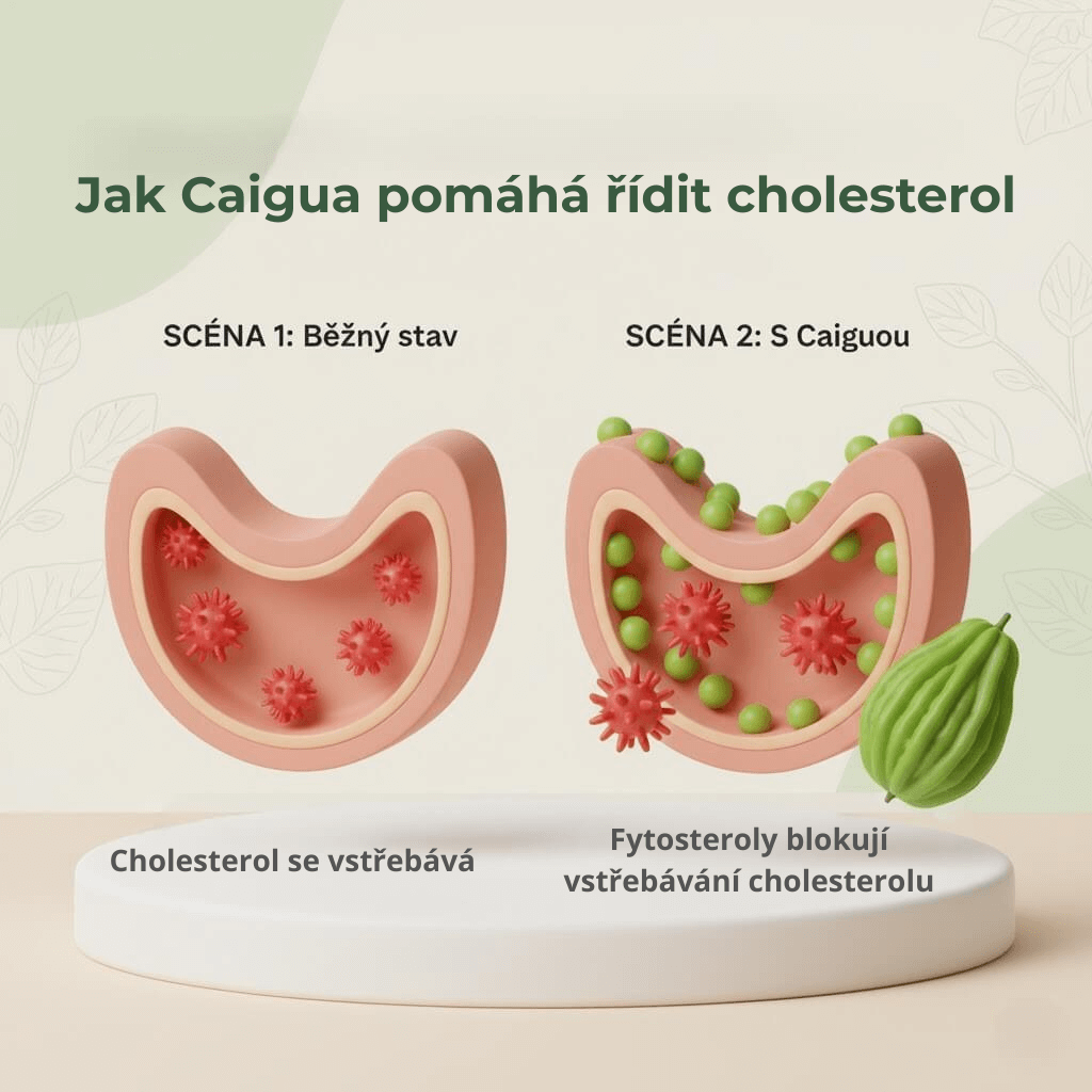 Fytosteroly v Caigui a metabolismus tuků
