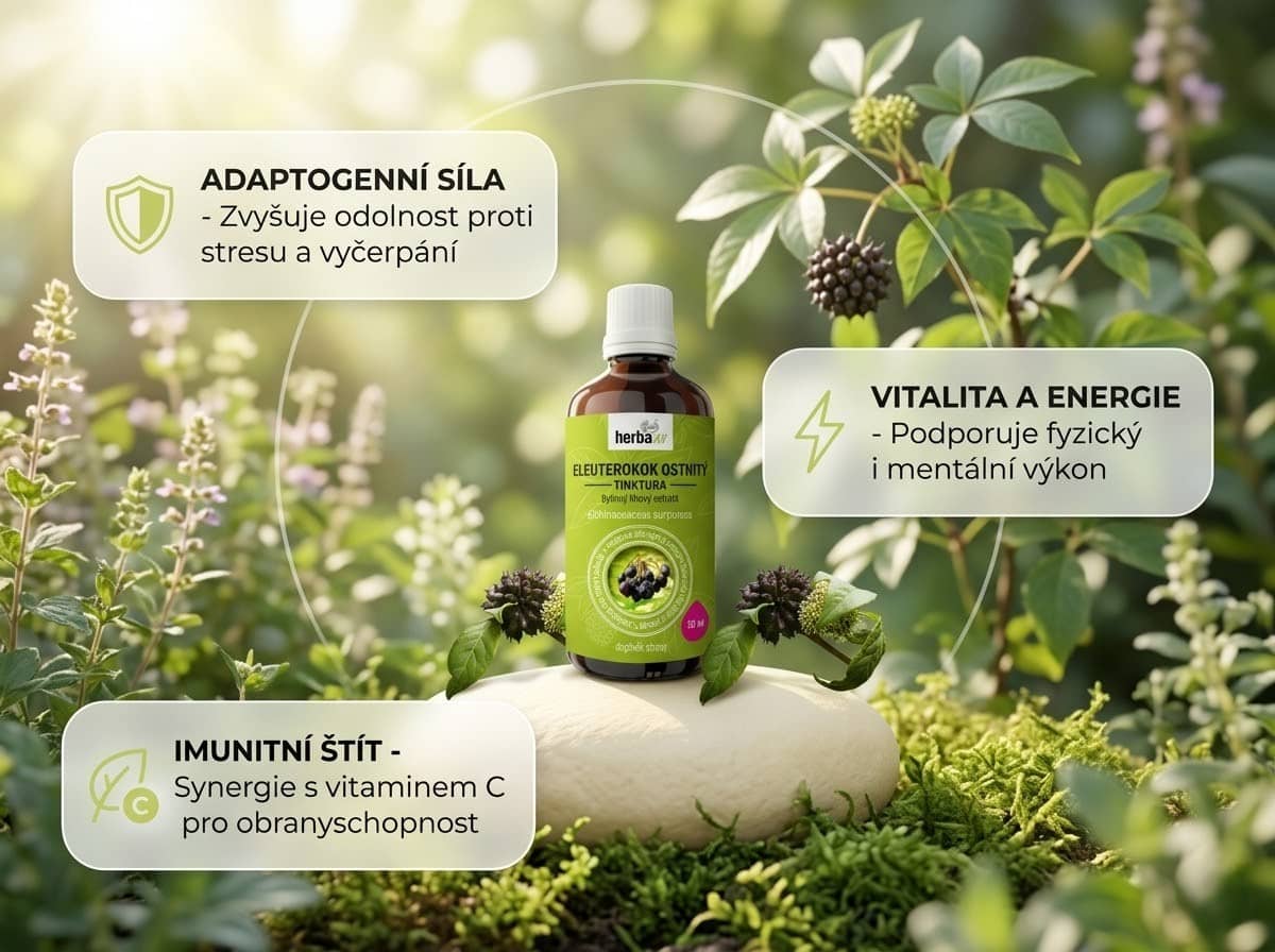 Tinktura z Eleuterokoku (Sibiřského ženšenu) – podpora vitality, koncentrace a obranyschopnosti